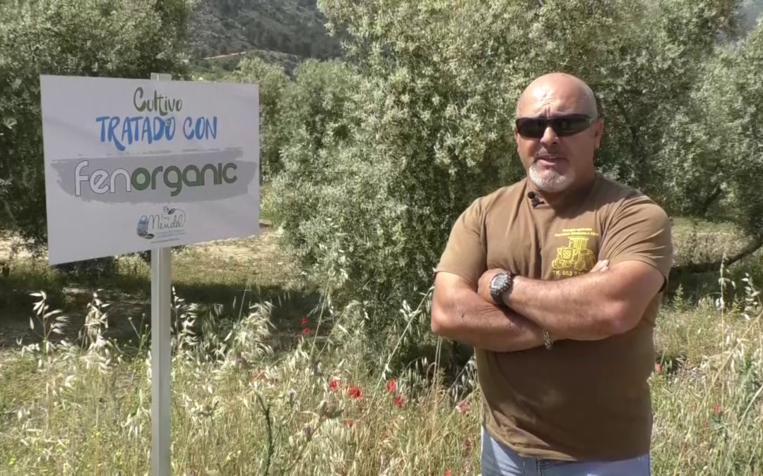 Primeras pruebas exitosas del fertilizante de Fenorganic en olivares de la Sierra Norte de Málaga