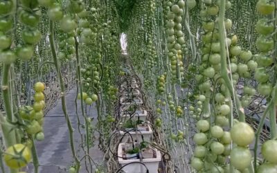 Cultivos hidropónicos: las ventajas y desventajas de cultivar sin tierra