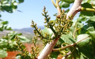 Cultivos de naranjos y pistachos a pleno rendimiento gracias a la gama ecológica de Fenorganic
