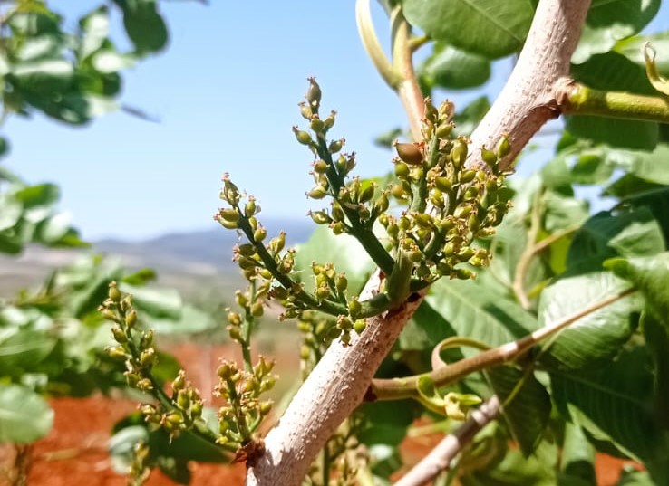 Cultivos de naranjos y pistachos a pleno rendimiento gracias a la gama ecológica de Fenorganic