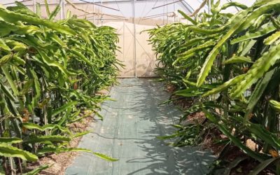 Pitaya, la fruta tropical de gran valor que está ganando terreno a los cultivos tradicionales del sur